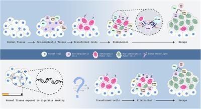 Insights Into Lung Cancer Immune-Based Biology, Prevention, and Treatment